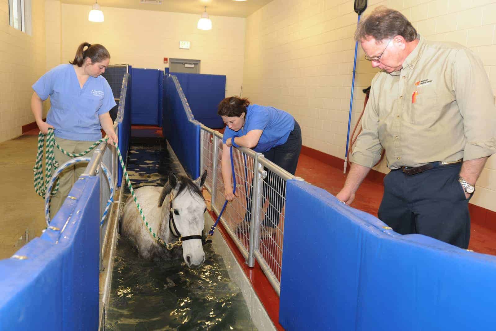 Aqua treadmill outlet for horses