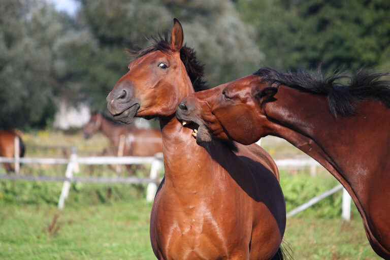 horse biting another horse