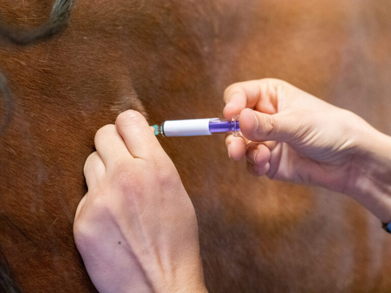 Equine influenza vaccination injection being admitted  by a veterinarian