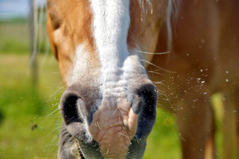 close up of horse mouth in a grassy meadow. brown horse sneezes on the background of green grass