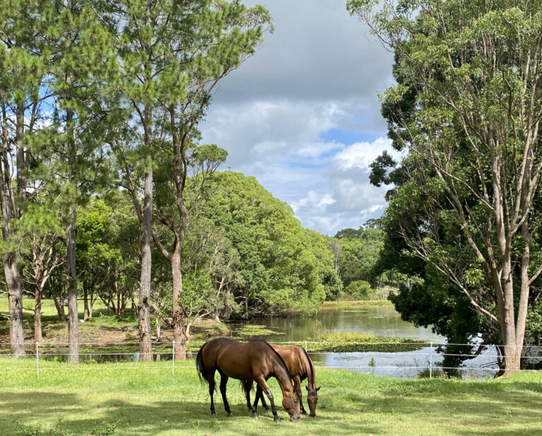Horses at home amongst green country Bangalow Australian landscape