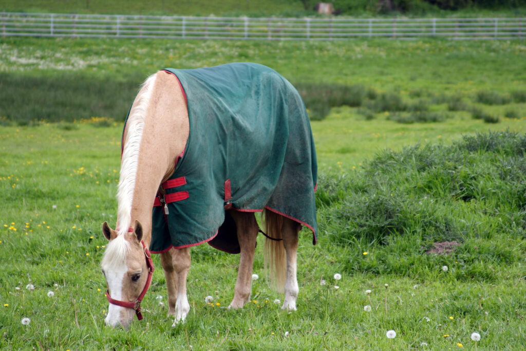 horse wearing blanket, grazing in pasture