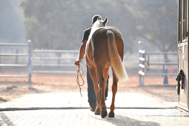 The rider takes the horse out of the stables early morning
