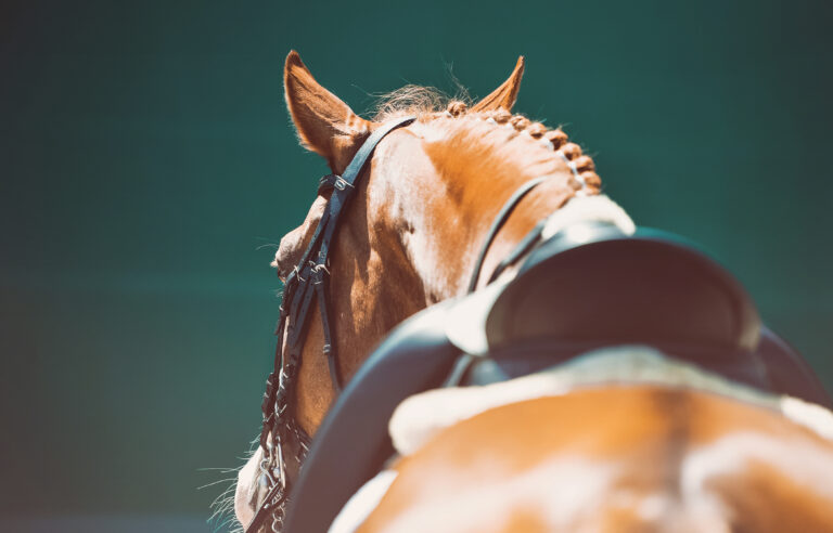 Beautiful horse portrait during dressage competition. Equestrian sport background