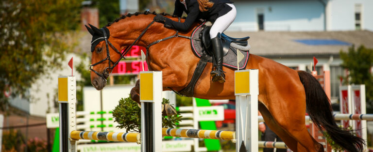 Horse, jumping horse jumping with rider during a tournament