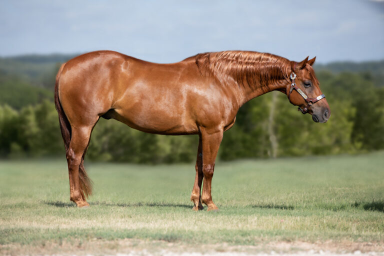 Quarter Horse