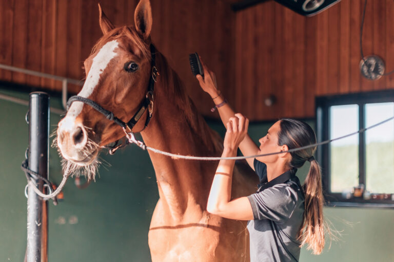 female instructor rider taking care of purebred in horse farm - broodmare daily activity