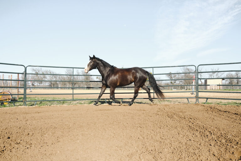 Large horse in round pen lunging outdoors