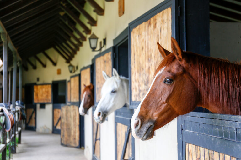 Head of the thoroughbred horse looking over the wooden stable doors. Close up, copy space for text, background