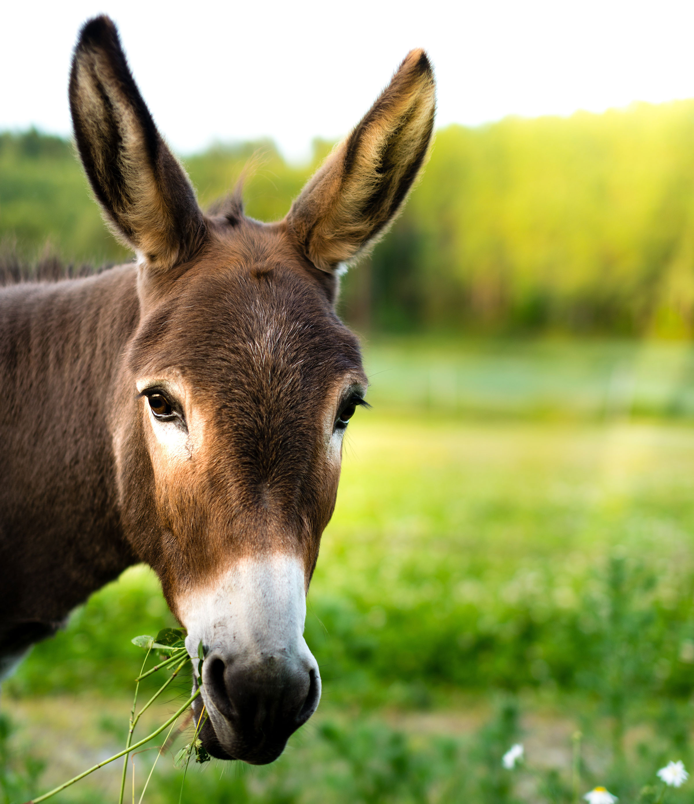 Feeding Mules and Donkeys | Stable Management