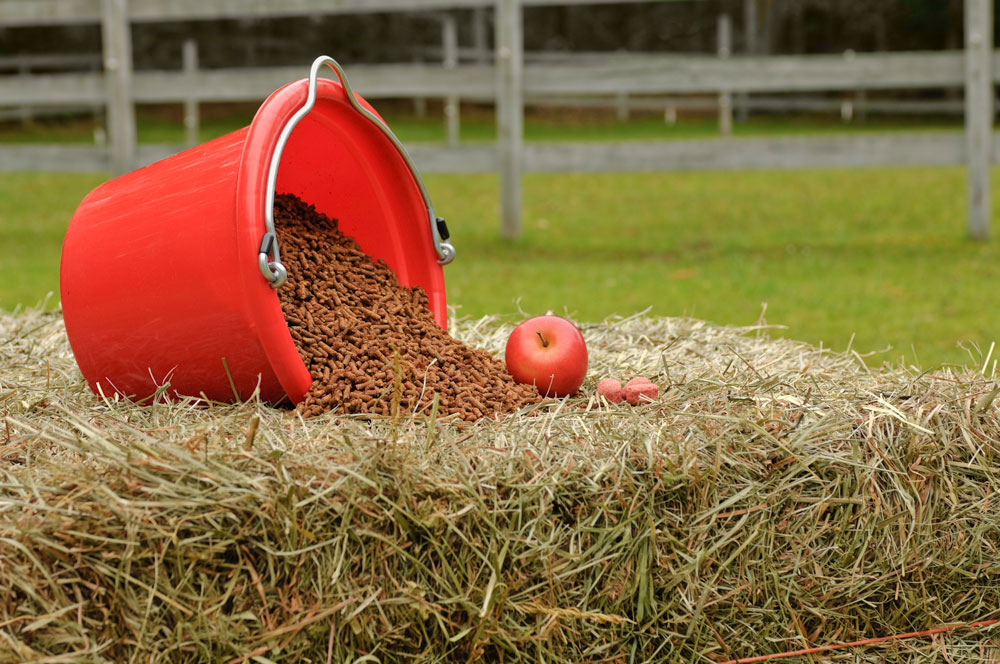 Carbohydrates can come in various forms in a horse's diet.