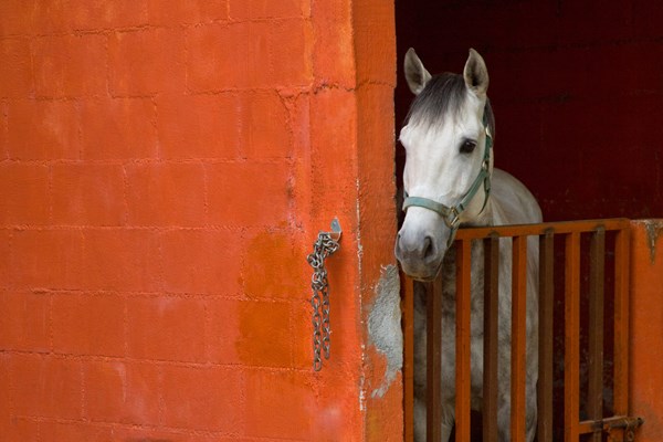How To Keep Horses Sane When On Stall Rest