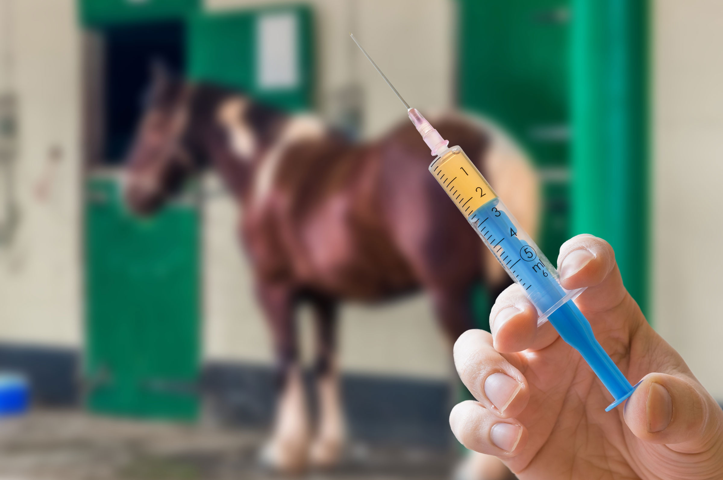 Кск крови. Вакцинация лошадей. Иммунизация лошадей. Вакцины для лошадей.